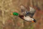USA-Washington State Nisqually National Wildlife Refuge-mallard drake-autumn flight Art Print